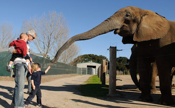 Elephants, Salinas Valley