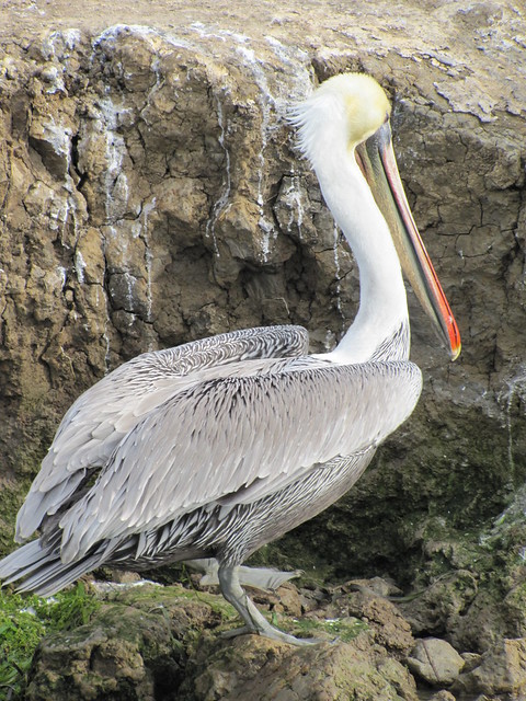 Elkhorn Slough Safari Tour in Moss Landing