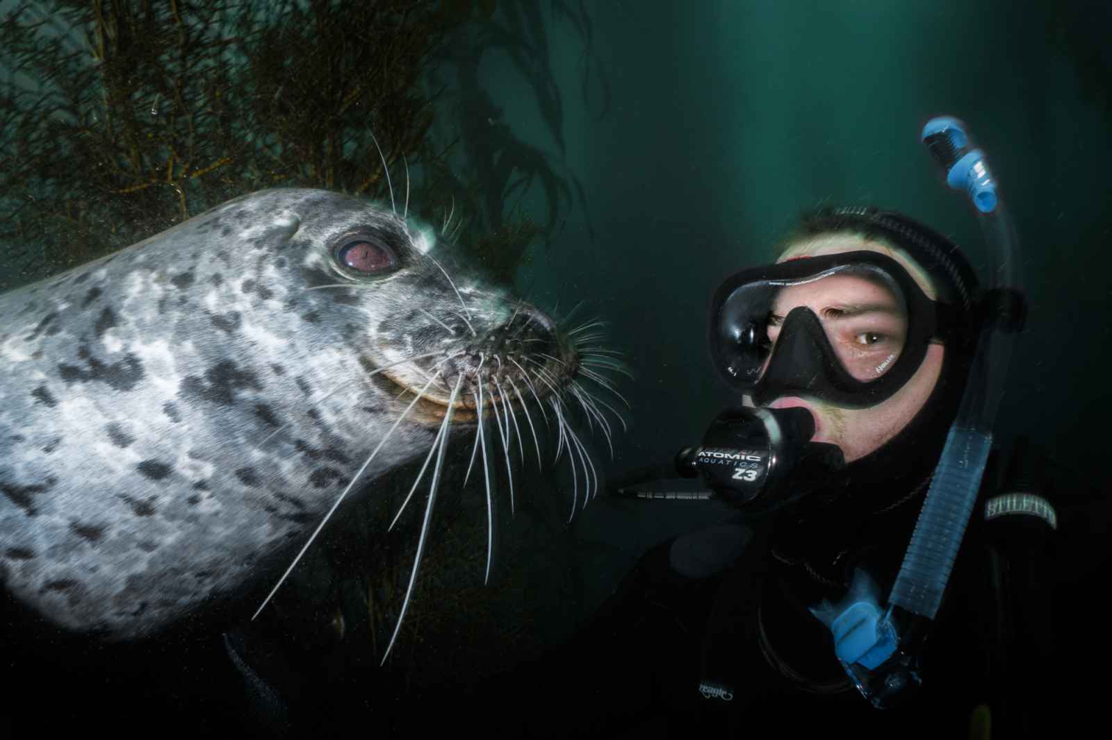 Top 5 Beach Dives in Monterey County