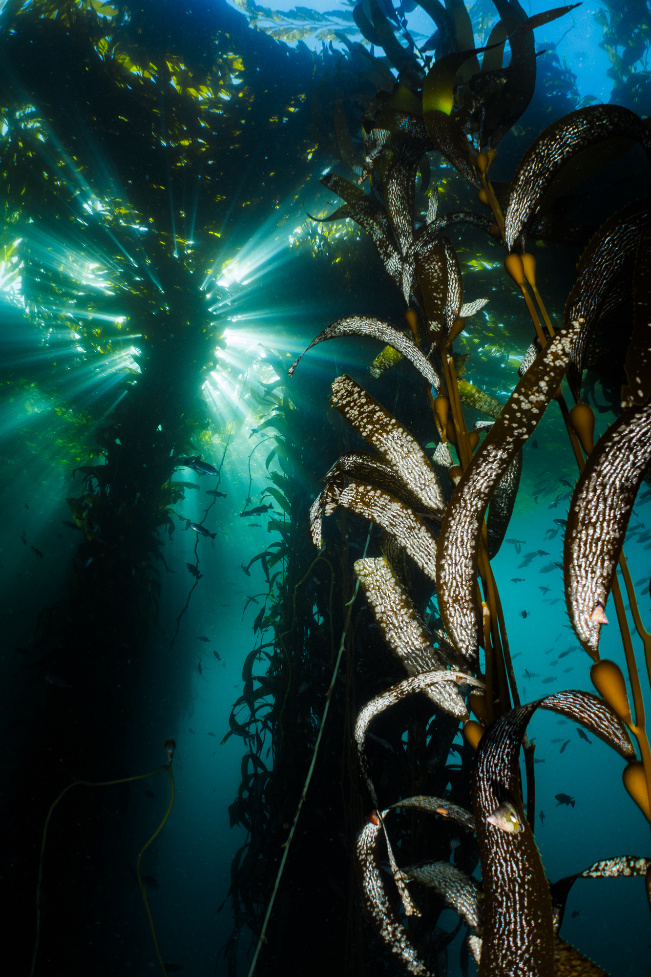 Kelp Forest