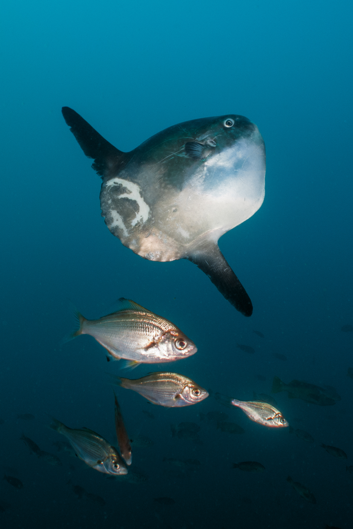 Mola Mola Sunfish