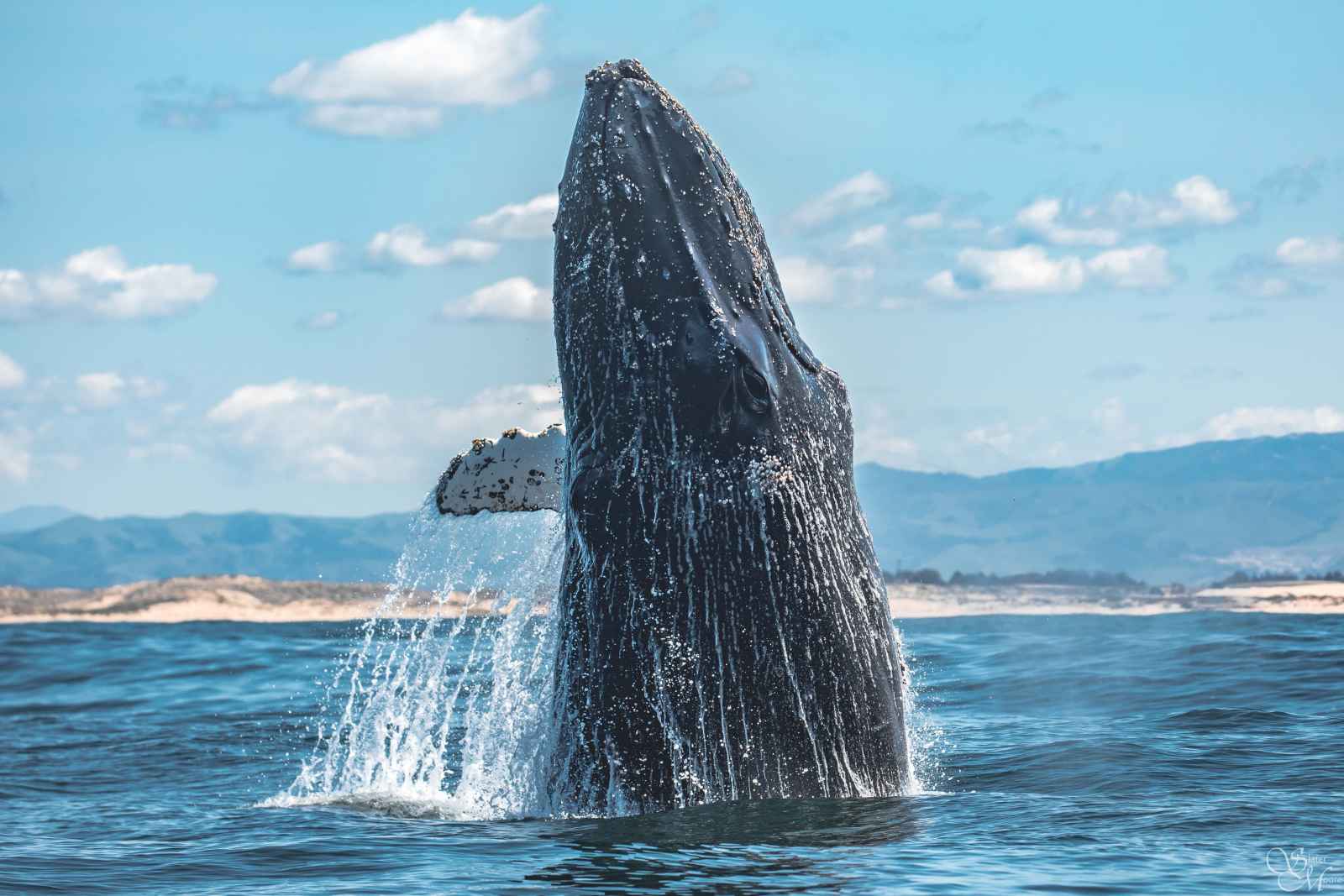 5 Unexpected Things You Might See on a Whale Watching Trip in Monterey