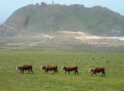 Happy Cows