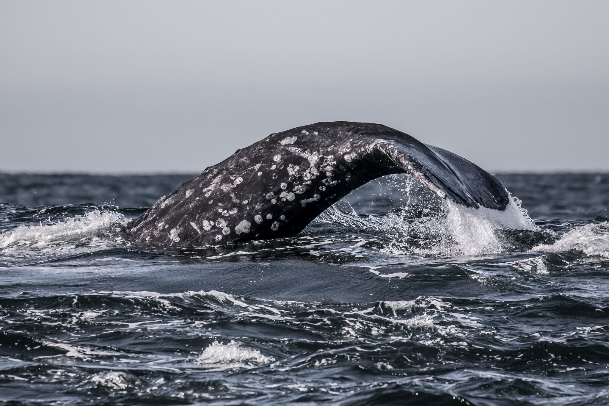 Gray Whale