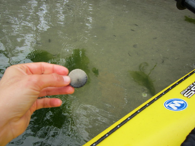 Sand Dollar