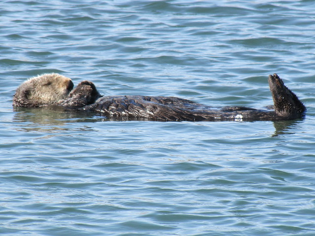 Sea Otter on Elkhorn Slough