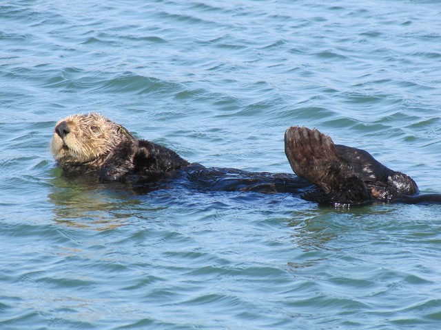 Sea Otter on Elkhorn Slough