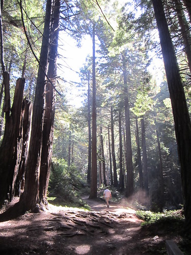 Redwoods at Limekiln State Park