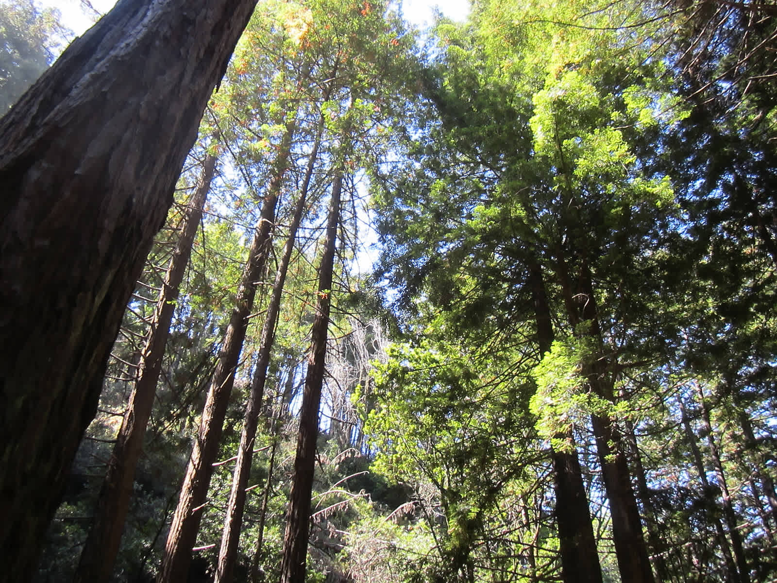 Tales from the Trail: Limekiln State Park in Big Sur