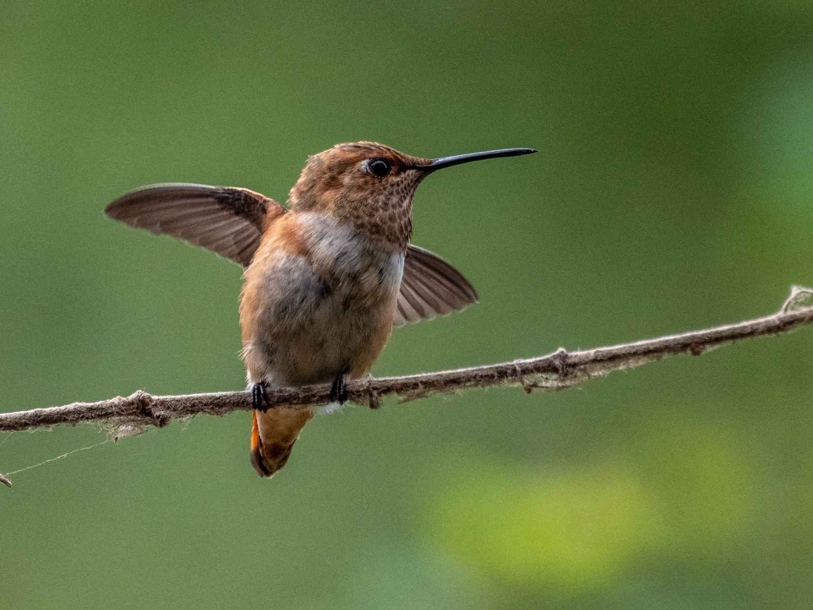 Top 5 Places to Go Birding in Monterey County, California