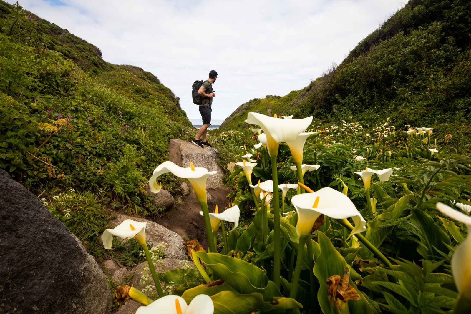 Man in Garrapata Beach Calla Lily Canyon