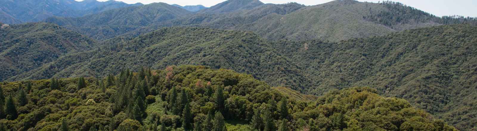 Los Padres National Forest