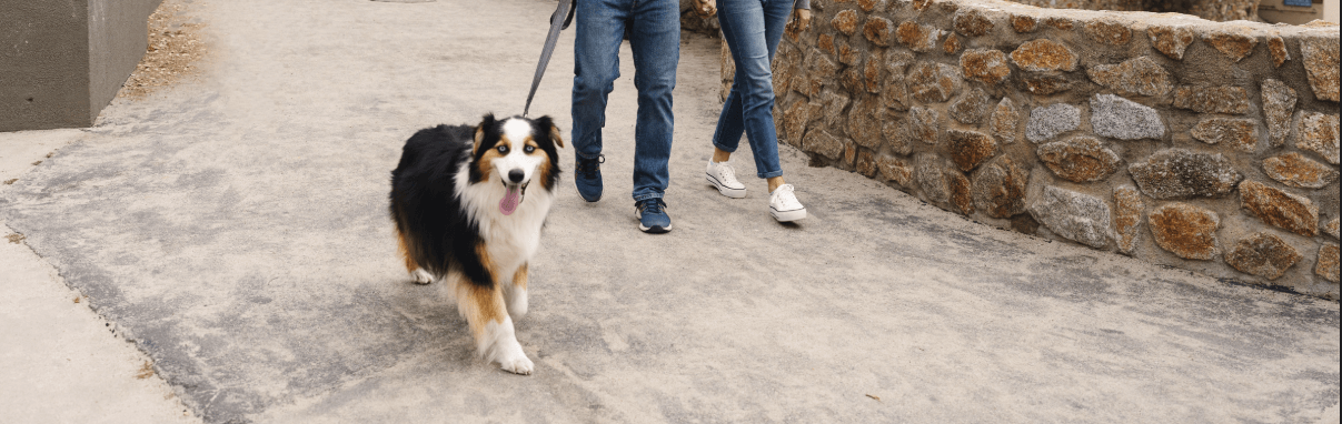 Pet Friendly Things to Do in Monterey County