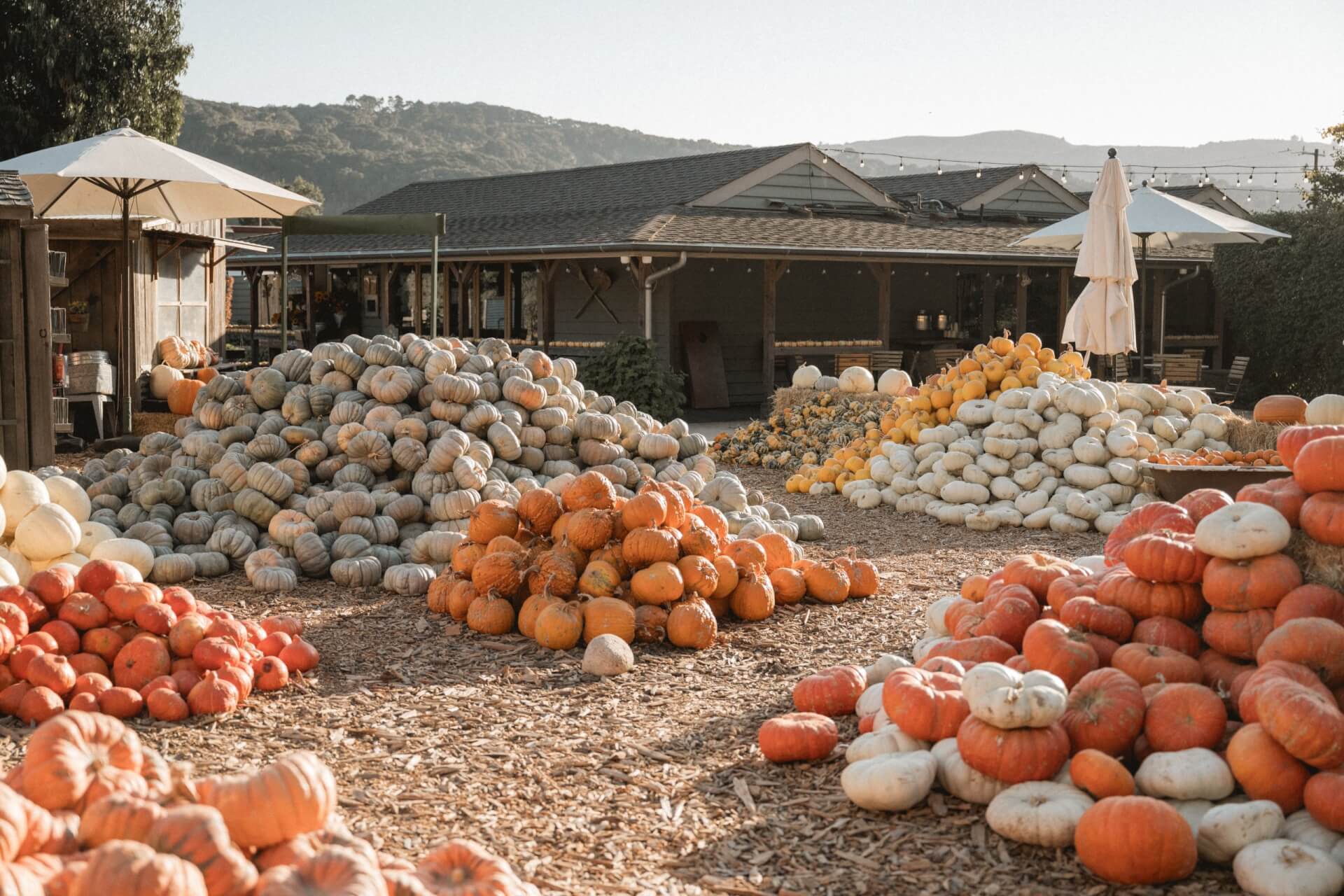 Family-Friendly Pumpkin Patches and Fall Festivals