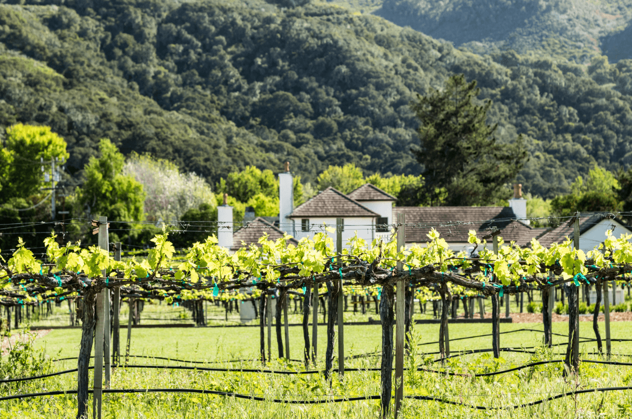 Grape vineyards in front of mountains at Folktale Winery in Carmel Valley