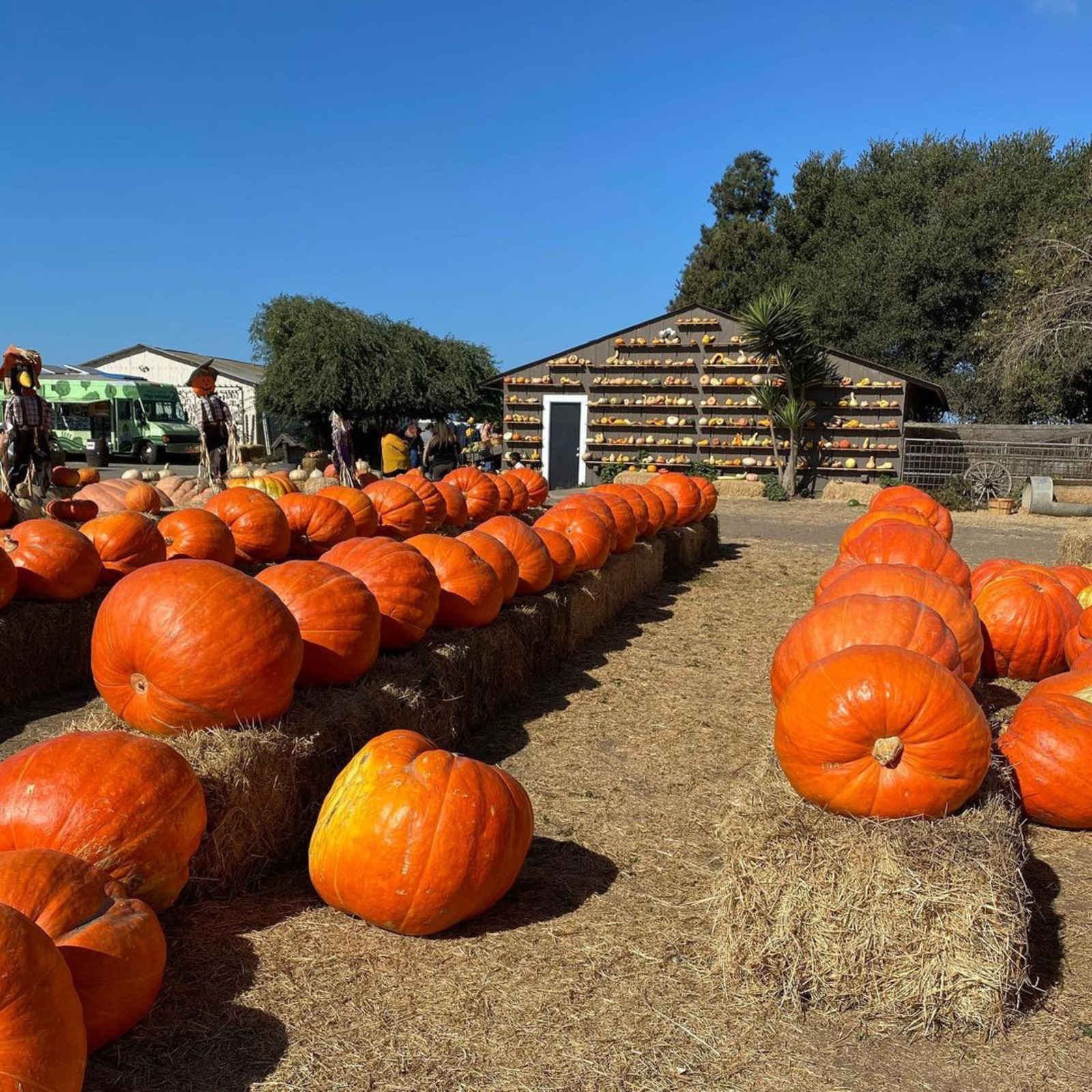 Family-Friendly Pumpkin Patches and Fall Festivals