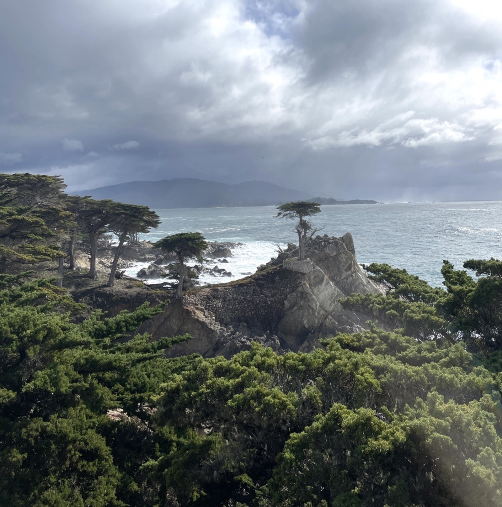 Lone Cypress