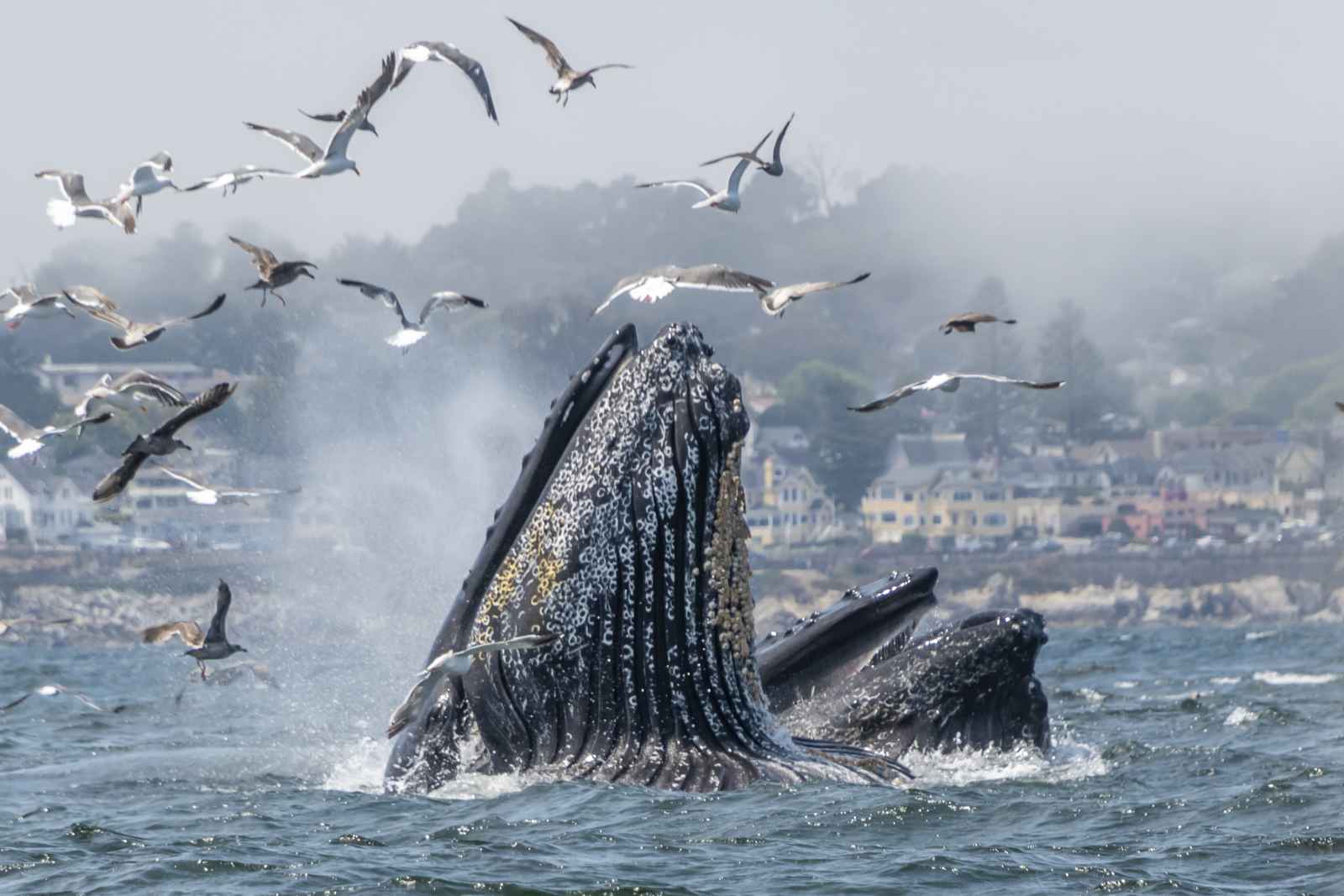 A Visitor's Guide to Marine Protected Areas of the Central Coast