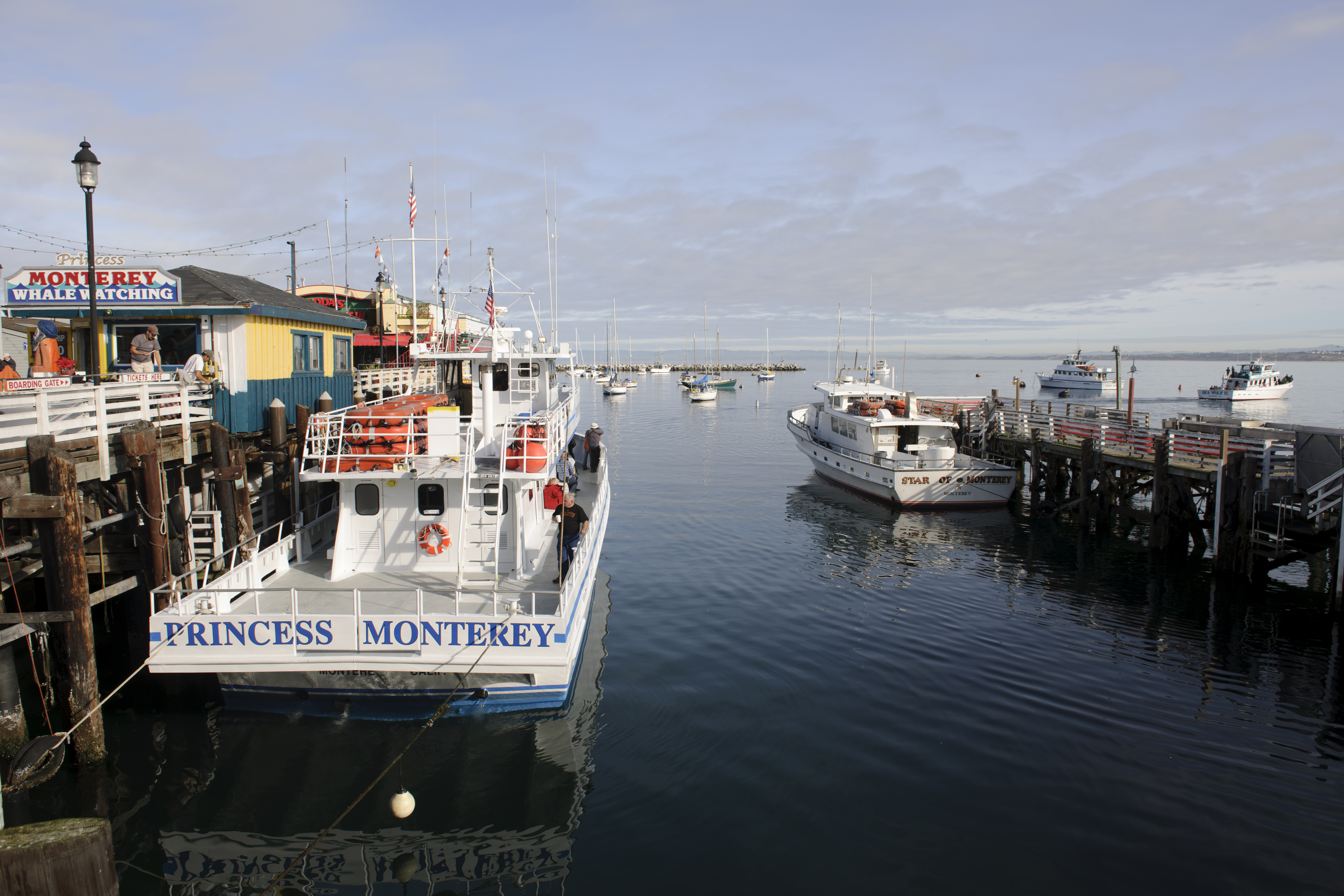 Whale Watching in Monterey