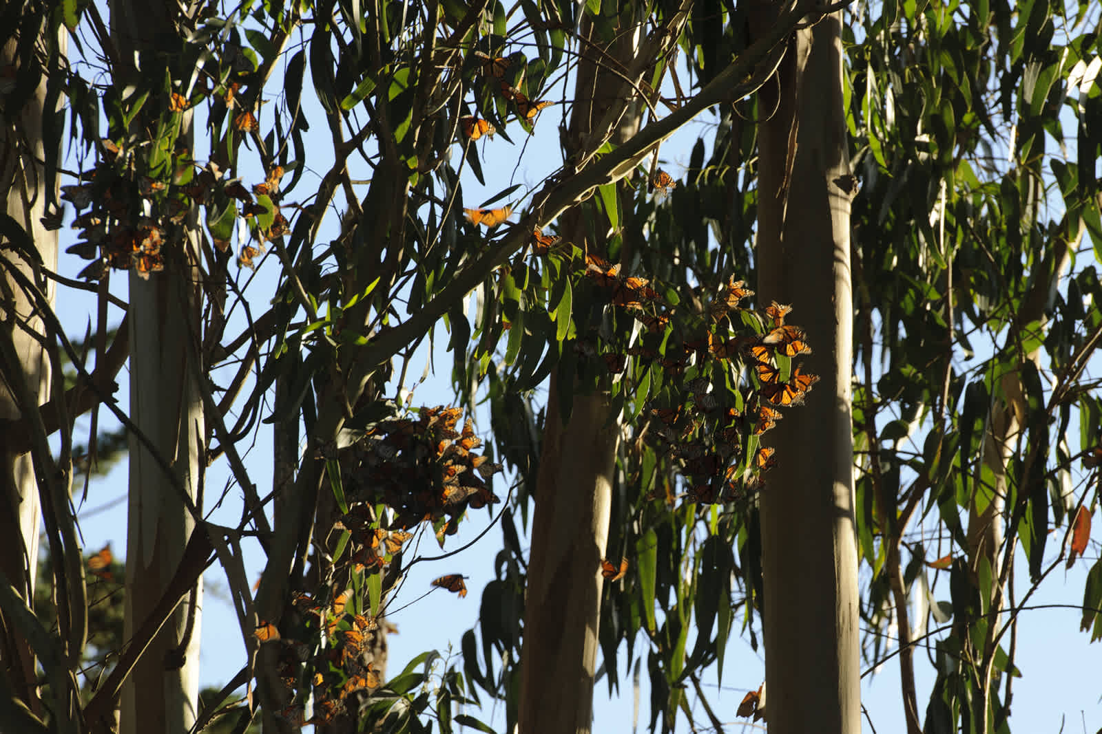 Monarch Butterfly Sanctuary, Pacific Grove