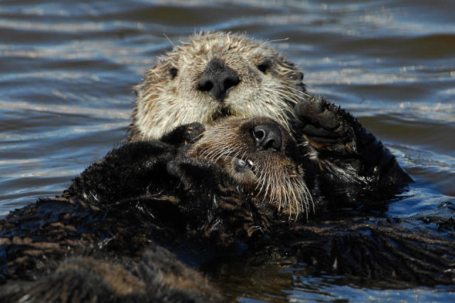 Top 5 Places to Spot Sea Otters in Monterey