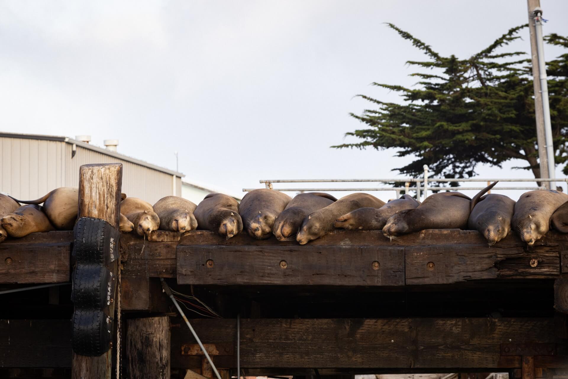 This is an imade of a group of seals lying in a row along a doc in Moss Landing, California