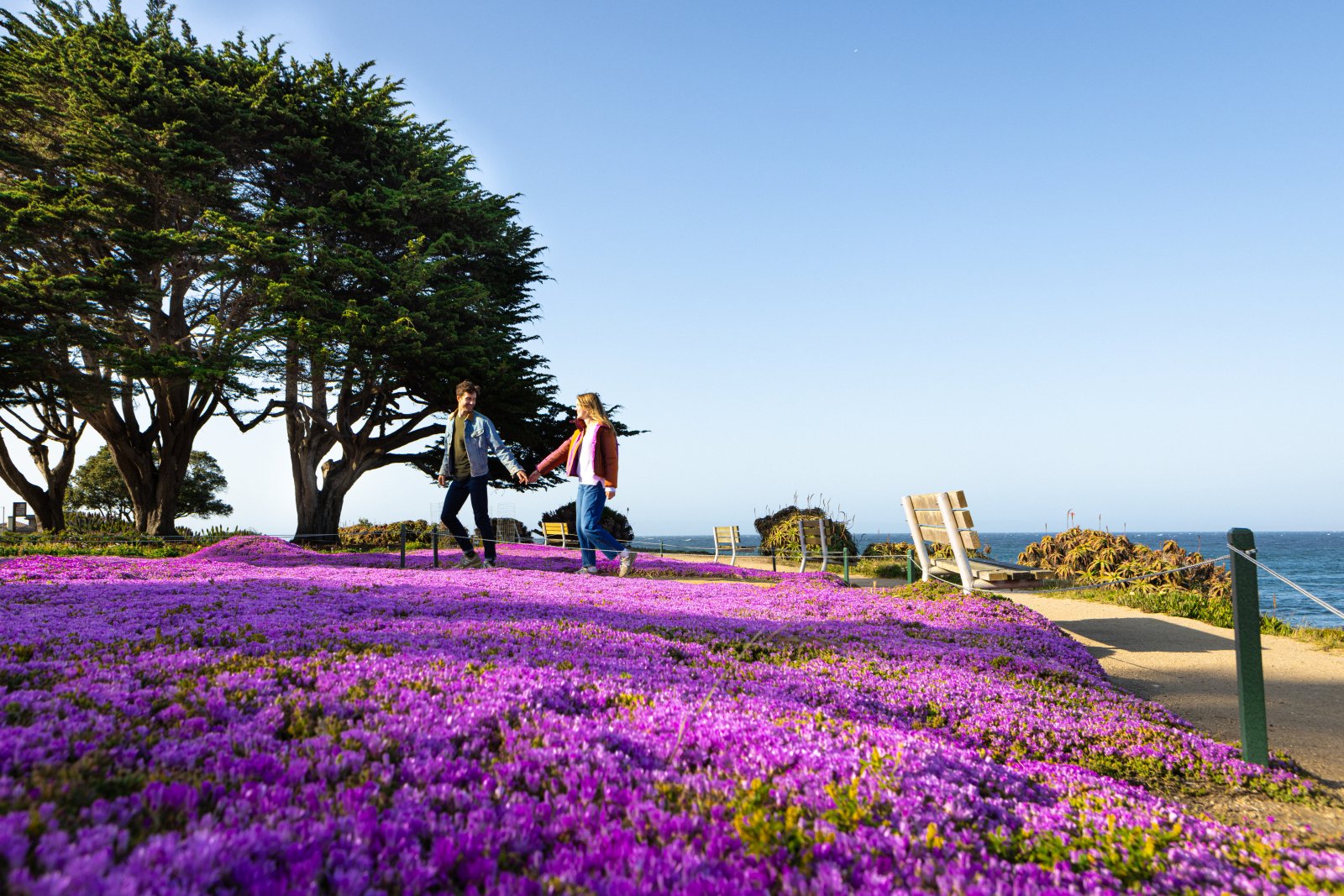 This is an image a a couple holding hands as they walk on a walking path past the "purple carpet" wildflowers in Pacific Grove, California along the coastline