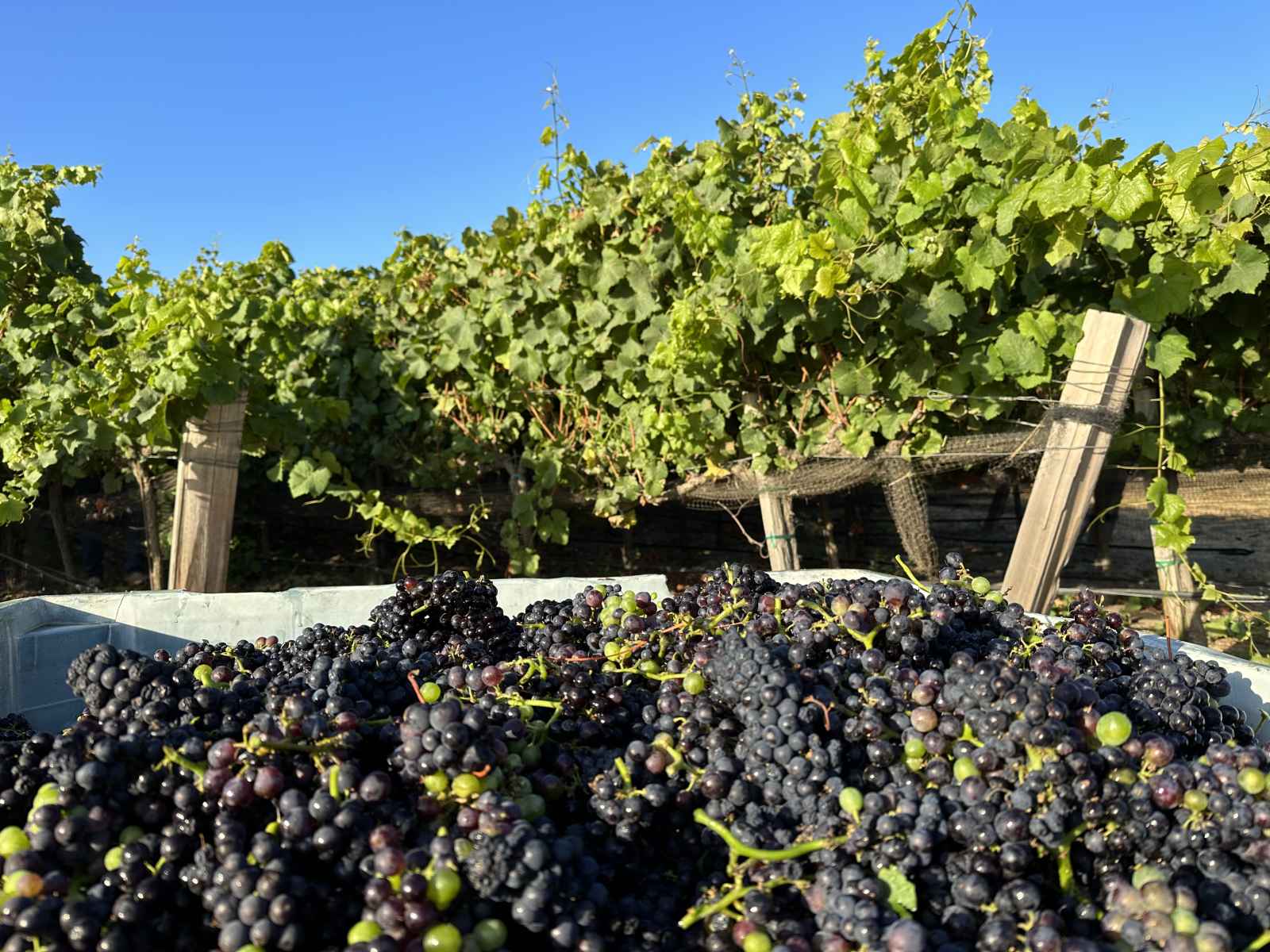 Scheid Vineyards Grapes