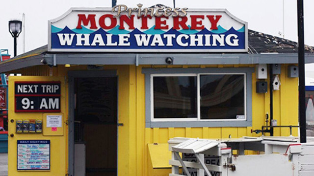 Save $5 On Whale Watching