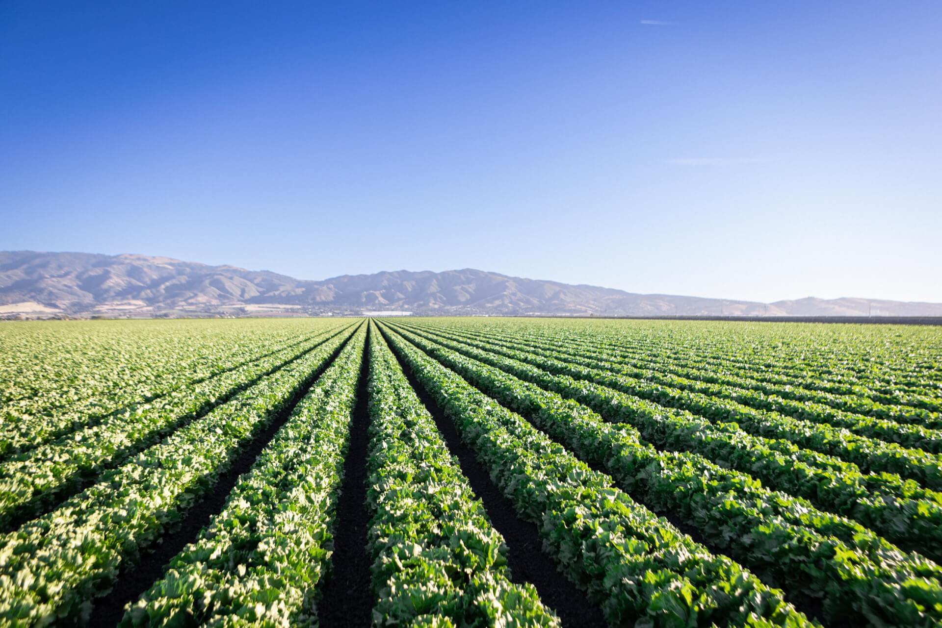 This is an image of rows of several rows of green lettuce in an agriculture field in Salinas Valley, California