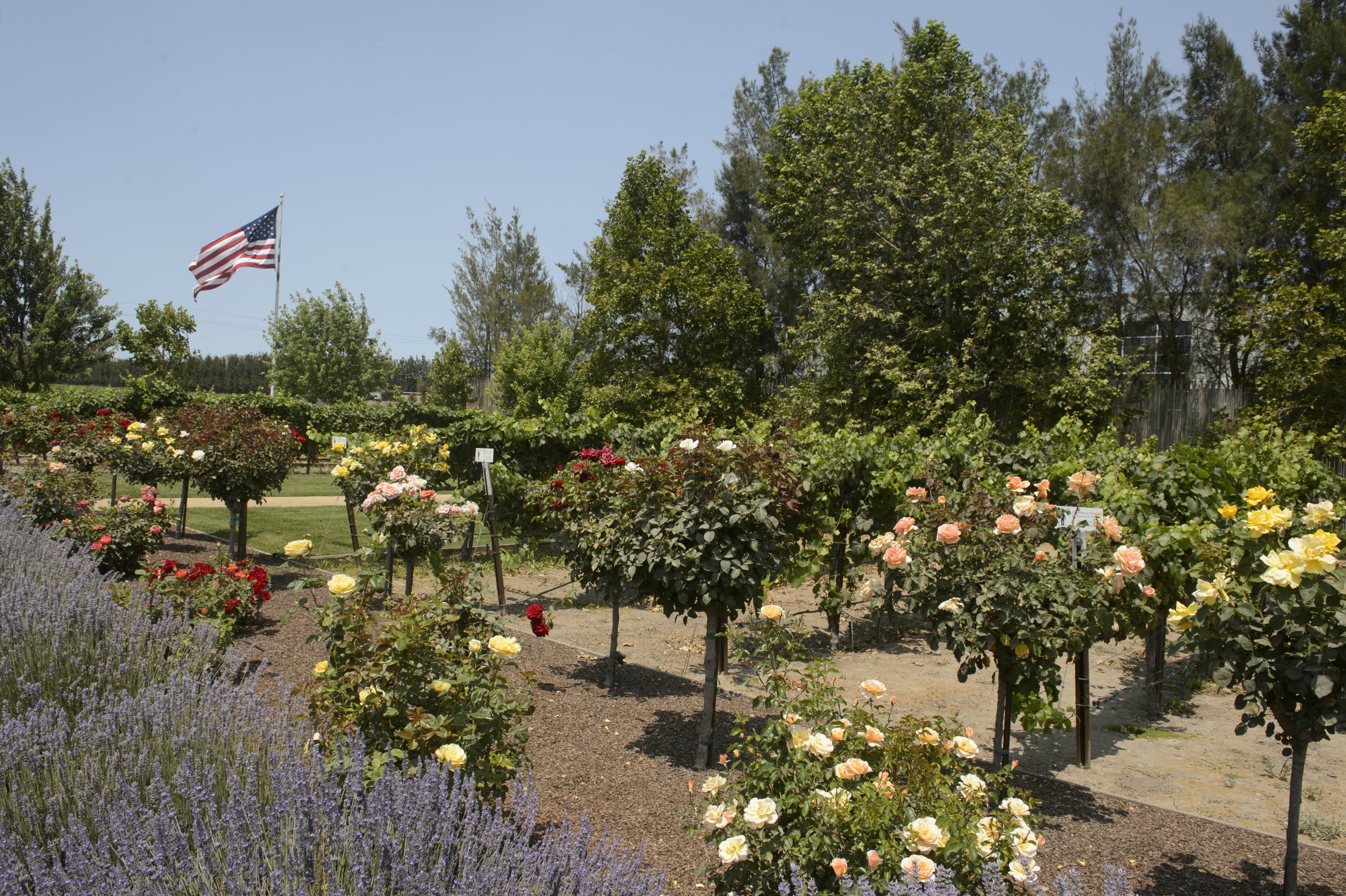 Scheid Winery in Salinas Valley