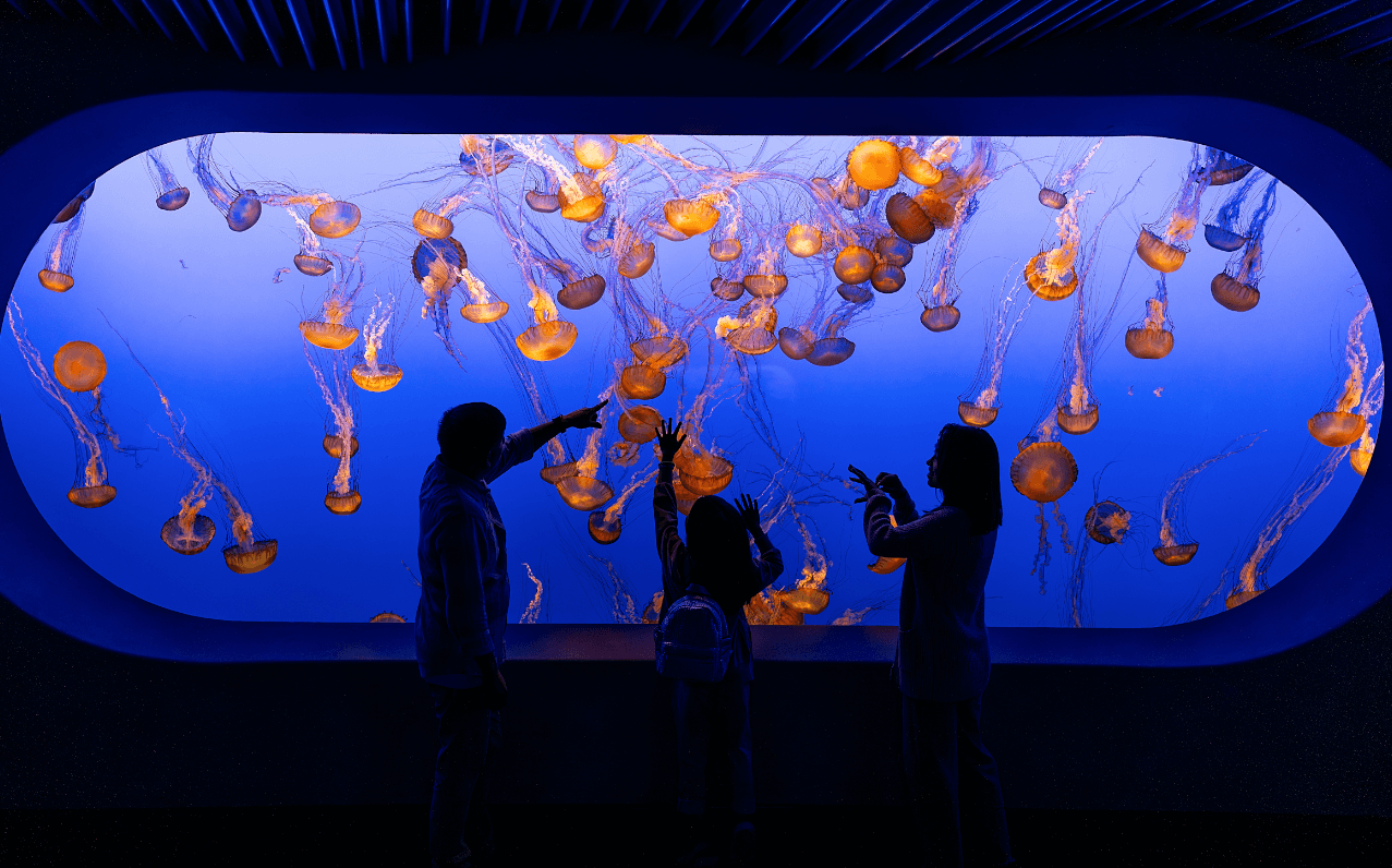 This is an image of three dark silhouettes pictured in front of the backlit jellyfish exhibit at Monterey Bay Aquarium. The bright orange jellyfish can be seen floating in the bright blue water of the tank