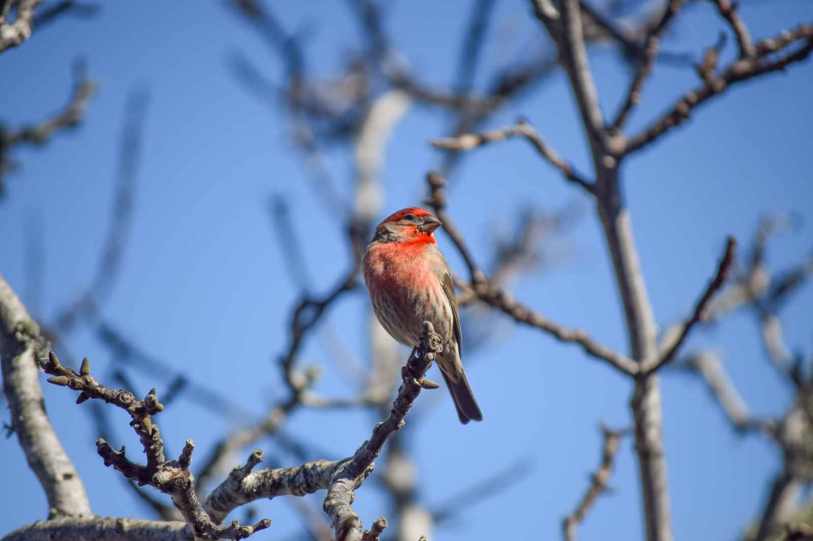 Discover Laguna Seca Recreation Area's Amazing Wildlife