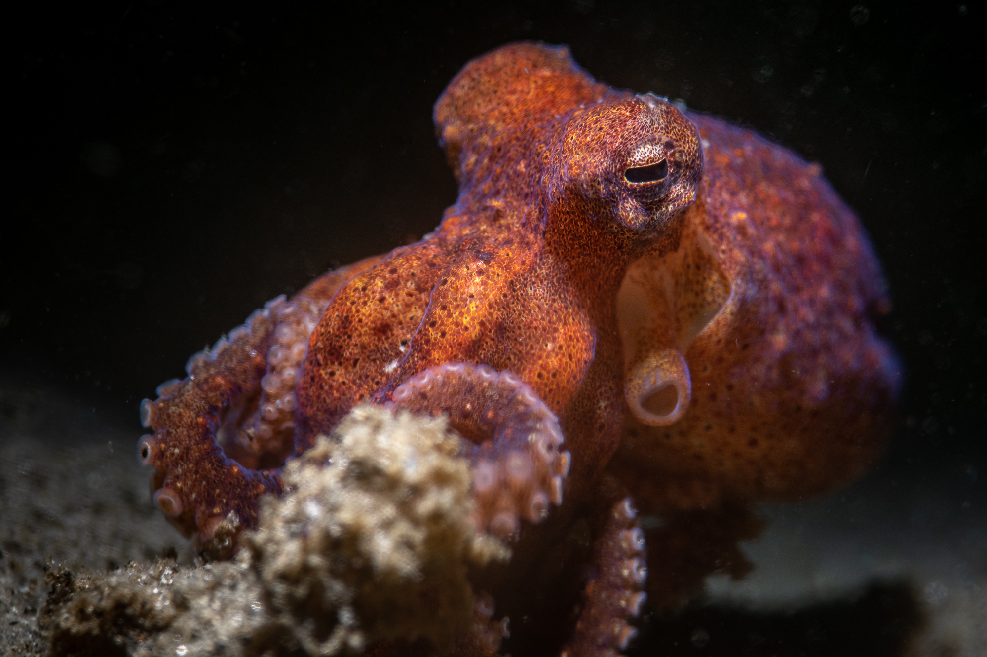 Octopus