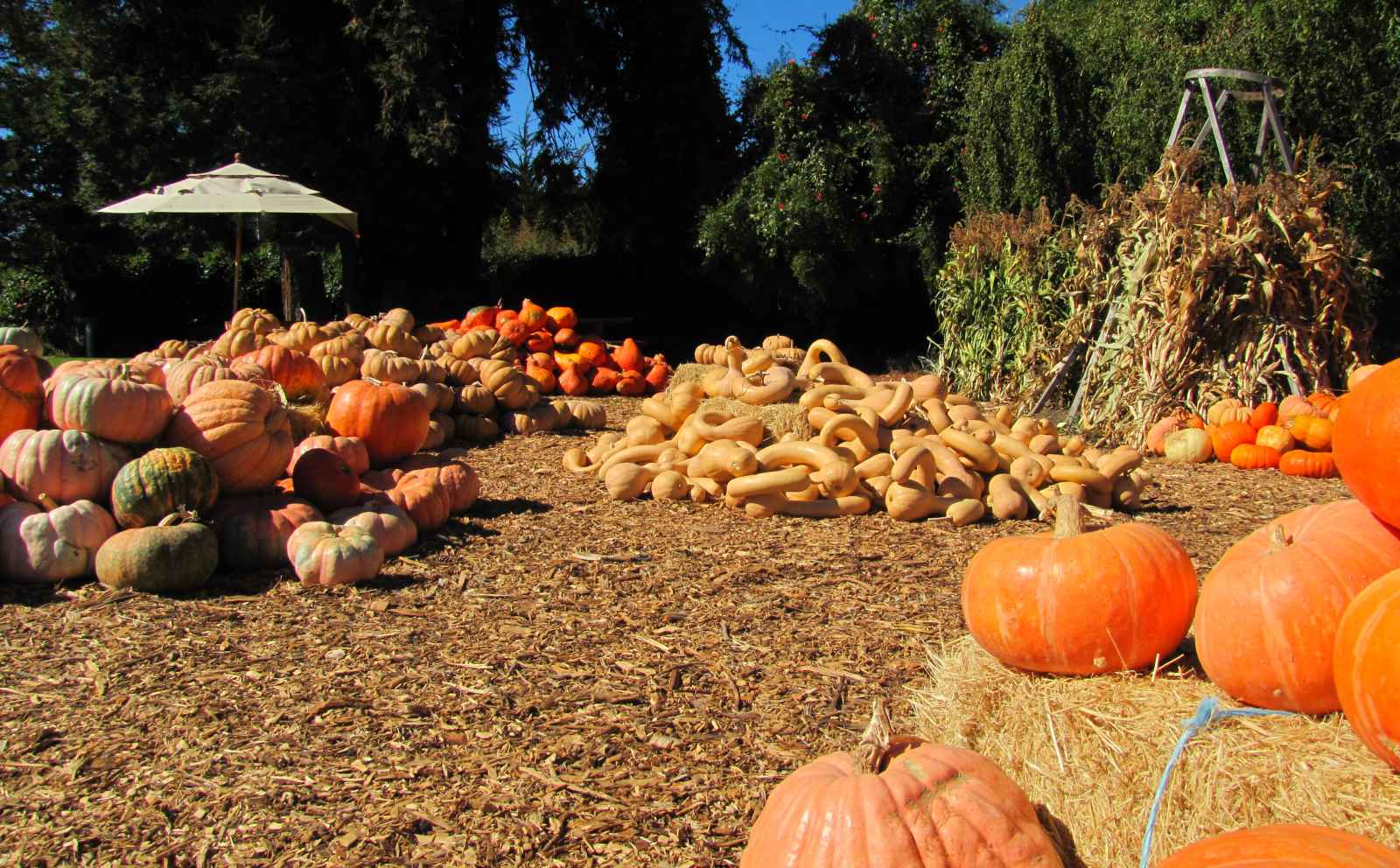 Halloween in Monterey