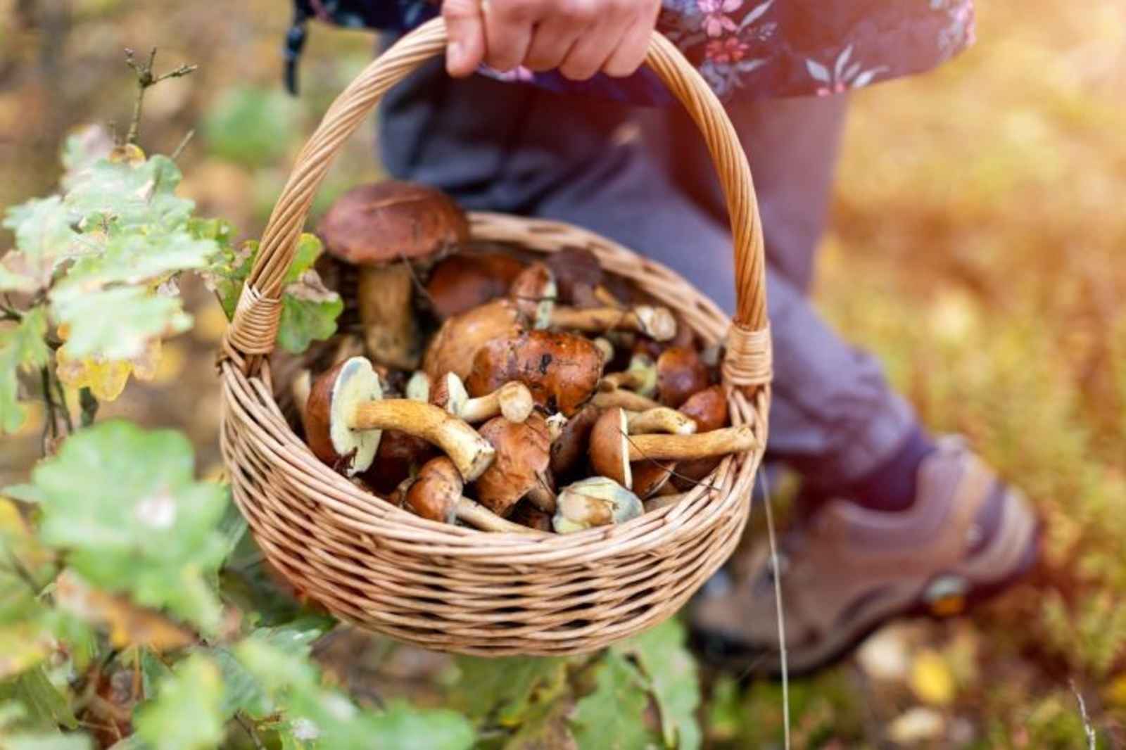 Fungi Fun at Big Surʻs Foragers Festival