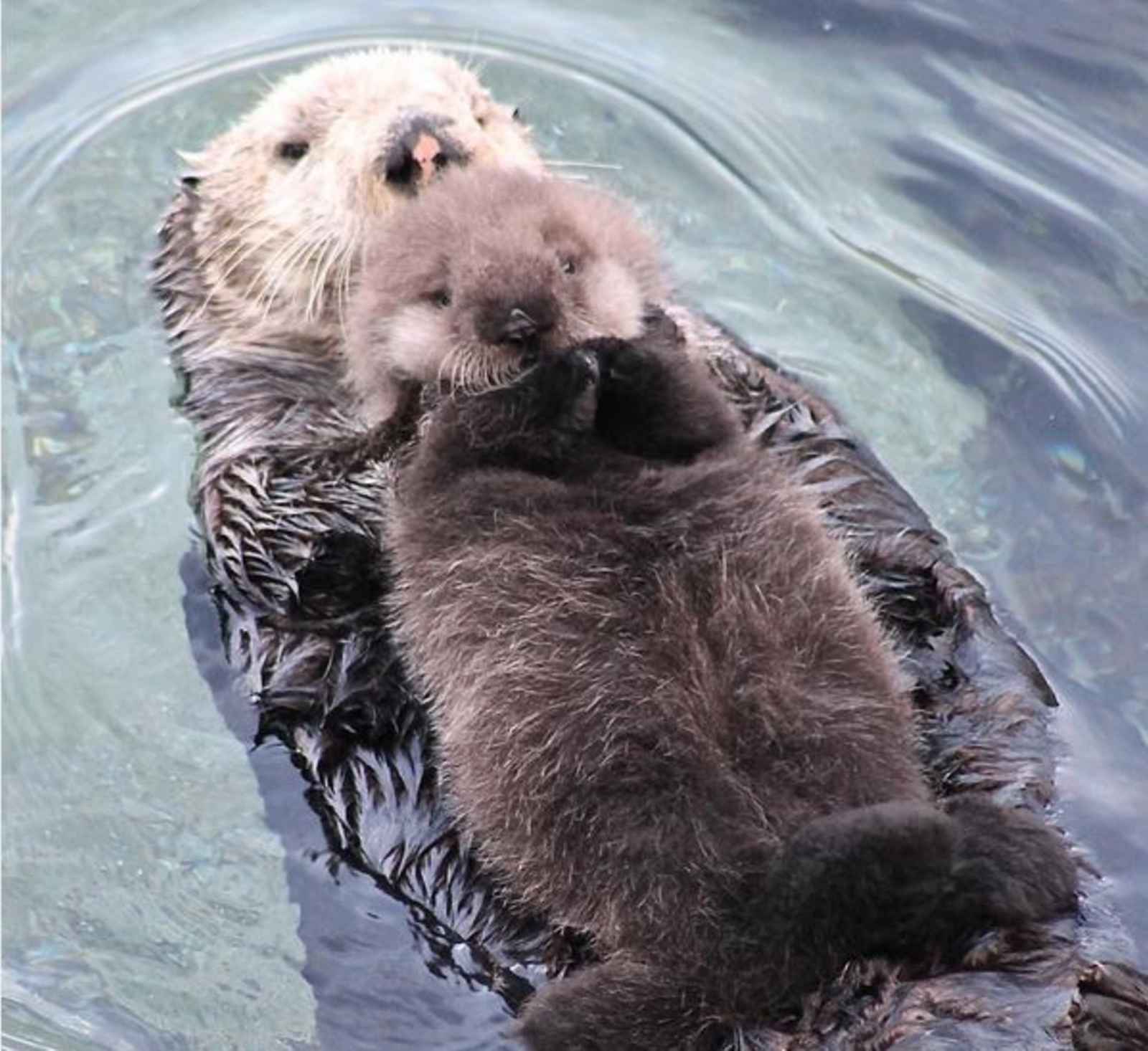 Baby Animals of Monterey County