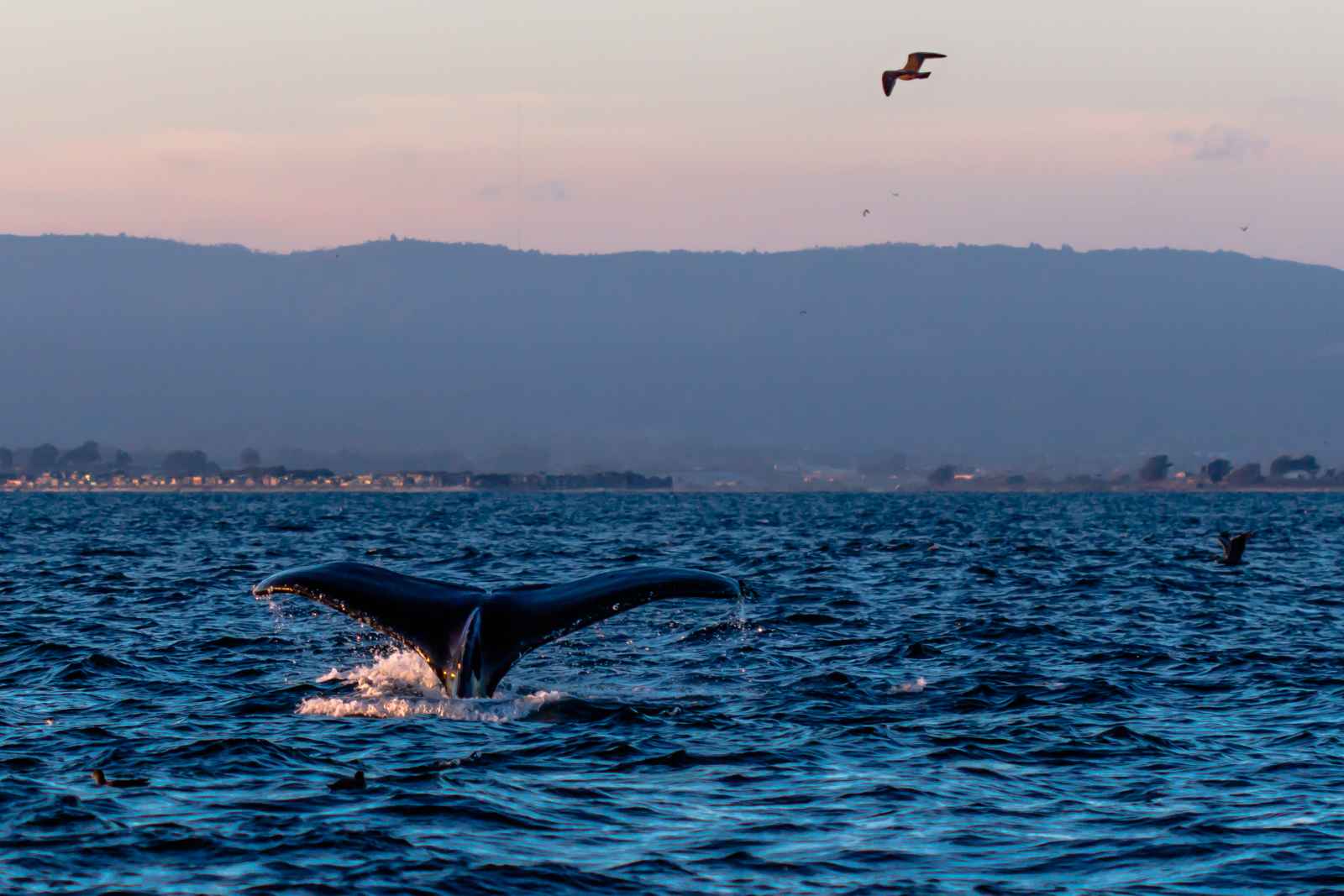 The tail of a whale coming out of the water