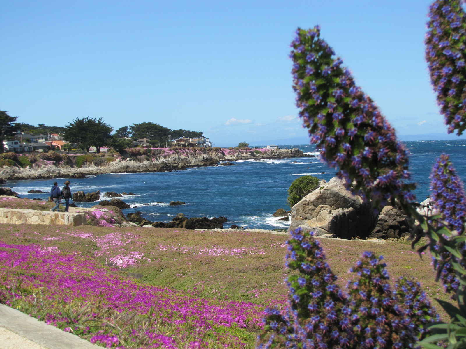 5 Reasons to Visit Monterey this Spring