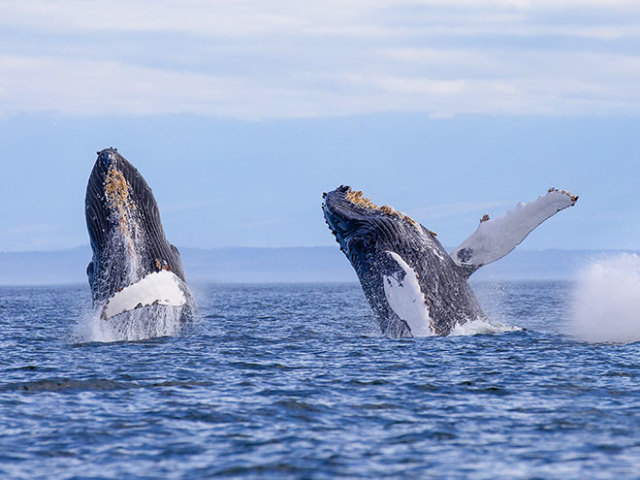 Monterey Bay Inn: Monterey Whale Watching Package