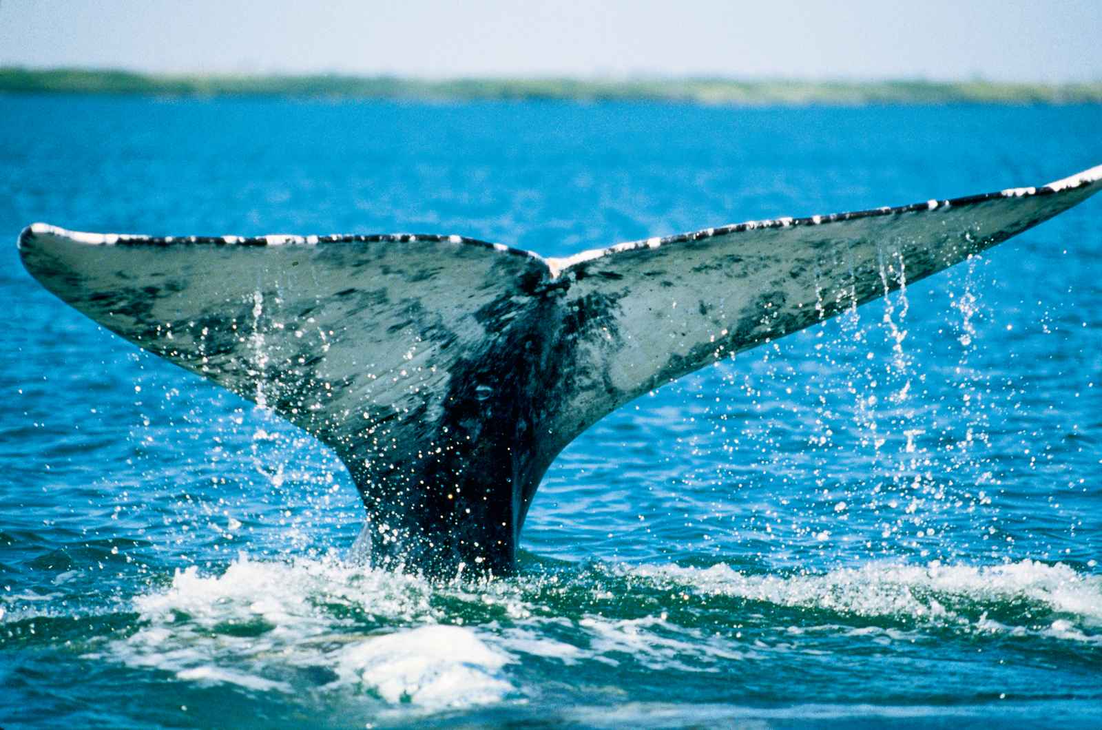 Whale Watching in Monterey