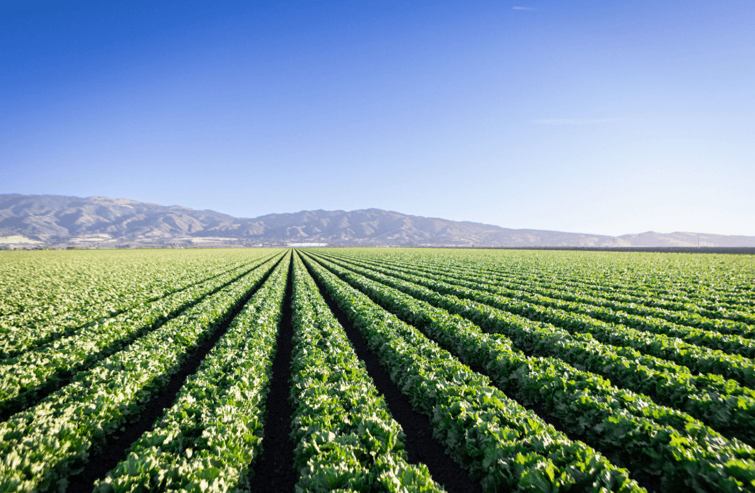 Salinas Valley