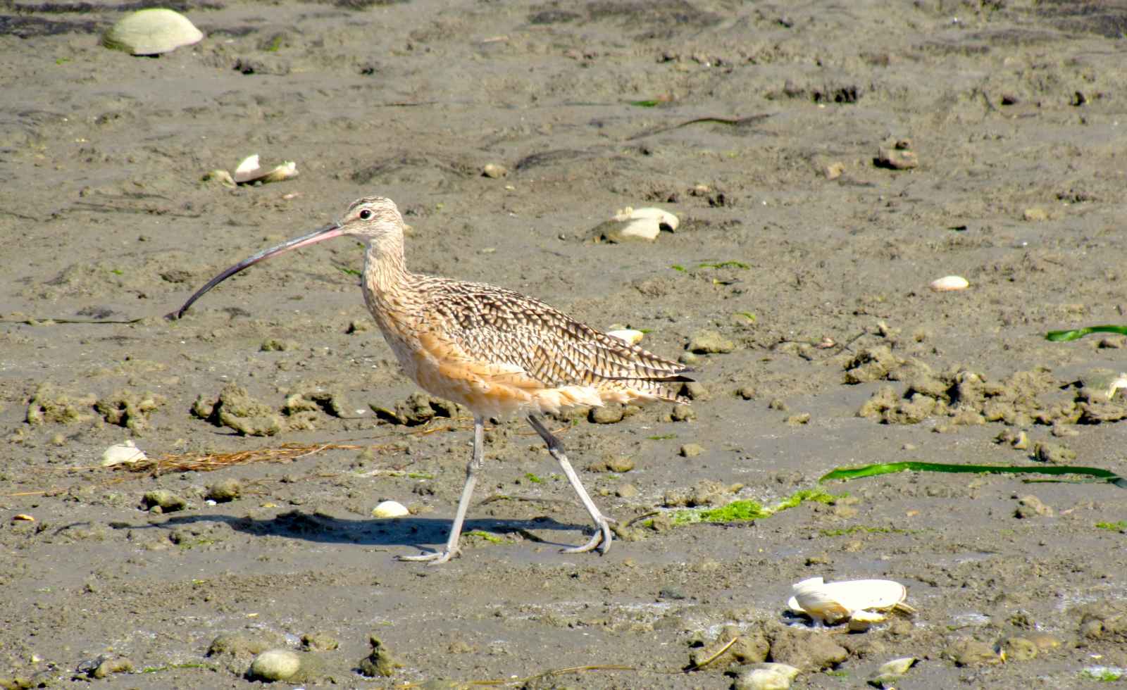 Salinas River National Wildlife Refuge