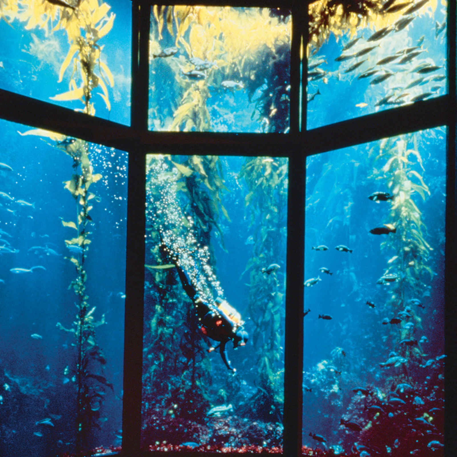 Monterey Bay Aquarium Virtual Experiences for Meeting Planners