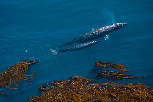 Whale Watching in Monterey