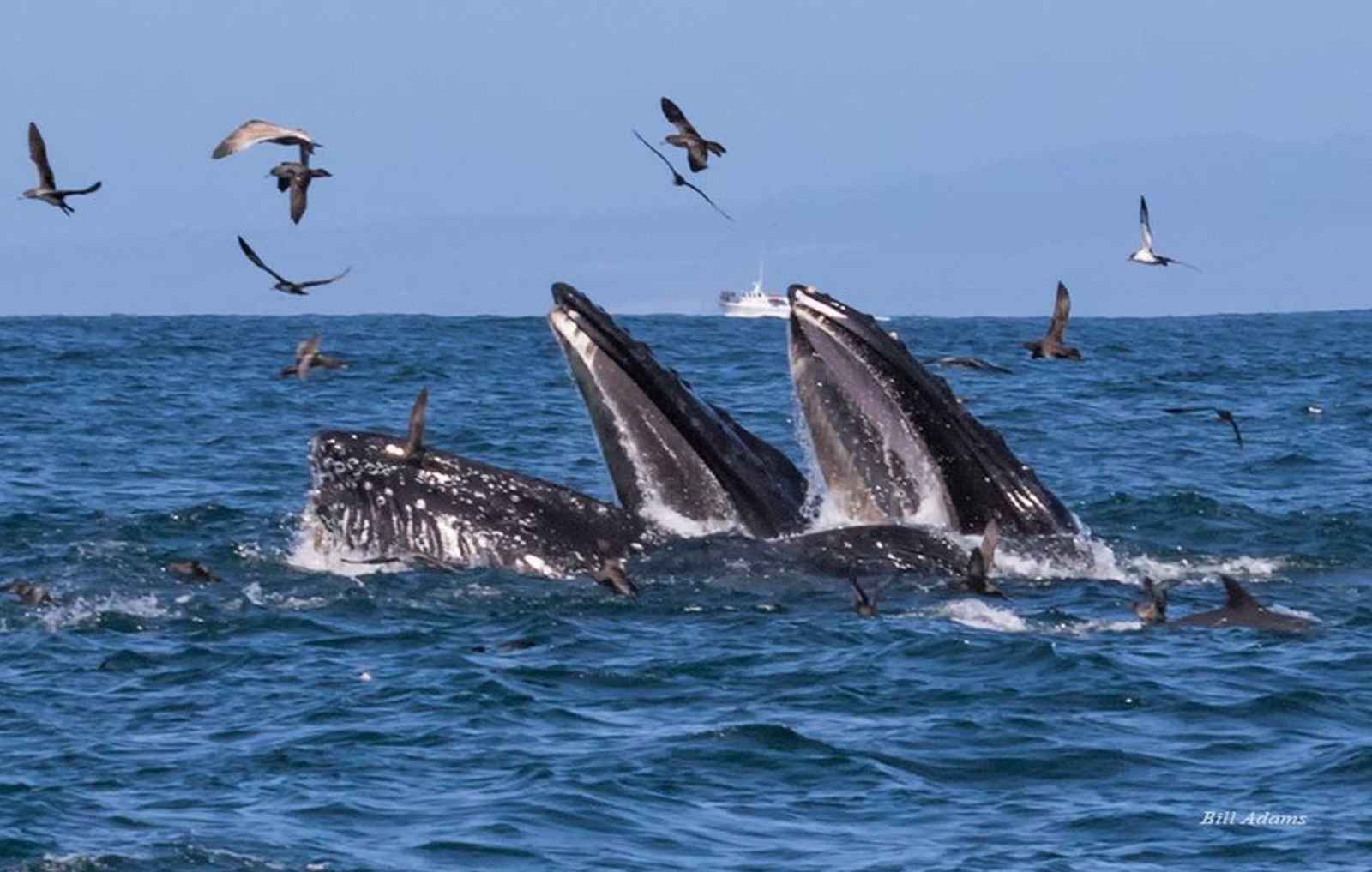 Whale Watching in Monterey